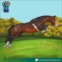 Horse Color:Bay Splash Tobiano 