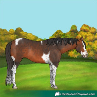 Horse Color:Bay Splash Tobiano Rabicano