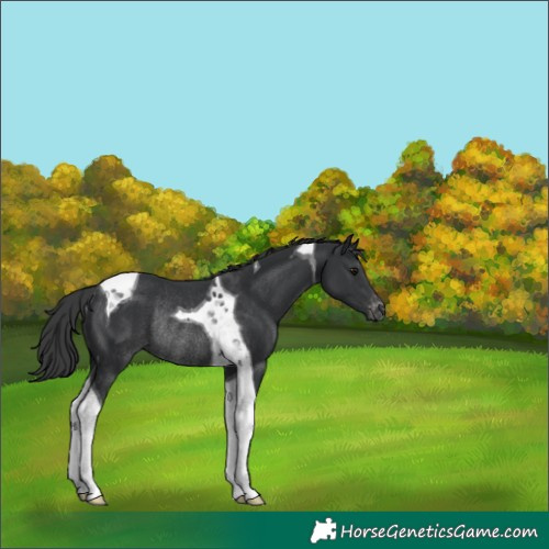Horse Color:Black Tobiano Varnish Rabicano