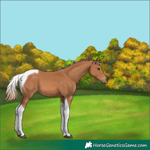 Horse Color:Chestnut Tobiano 