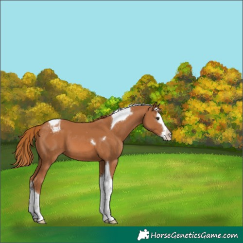 Horse Color:Chestnut Splash Tobiano Varnish