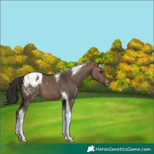 Horse Color:Brown Dun Tobiano Varnish