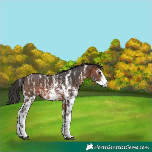 Horse Color:Brown Sabino