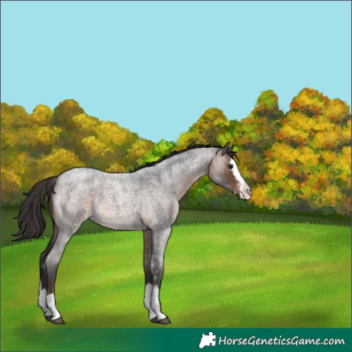 Horse Color:Brown Roan Sabino Splash