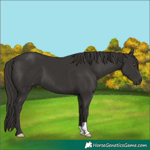 Horse Color:Smoky Black