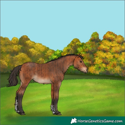Horse Color:Bay  and Bay Sabino 