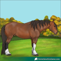 Horse Color:Bay Tobiano 