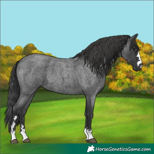 Horse Color:Blue Roan 