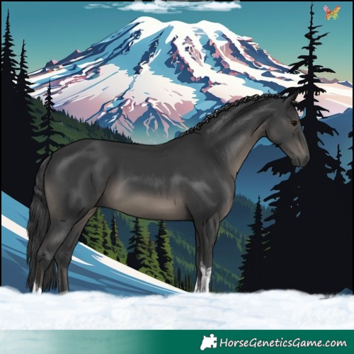 Horse Color:Black Tobiano