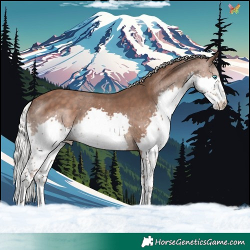 Horse Color:Silver Black Splash 