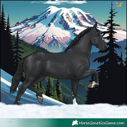 Horse Color:Black 