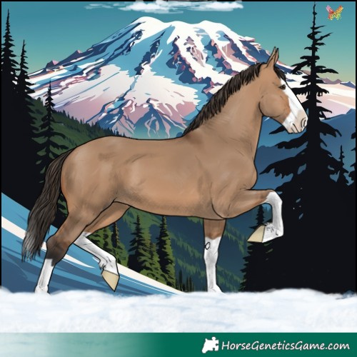 Horse Color:Bay Dun Splash 