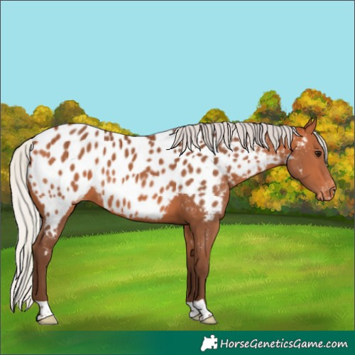 Horse Color:Silver Bay Appaloosa 