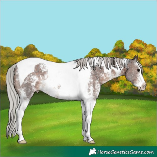 Horse Color:Silver Brown Sabino Tobiano 