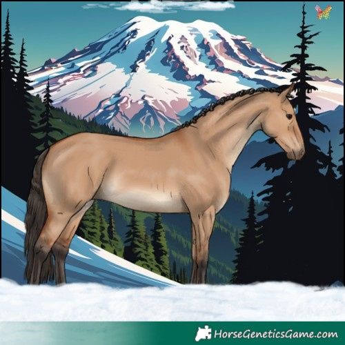 Horse Color:Bay Dun 