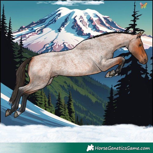 Horse Color:Bay Roan 