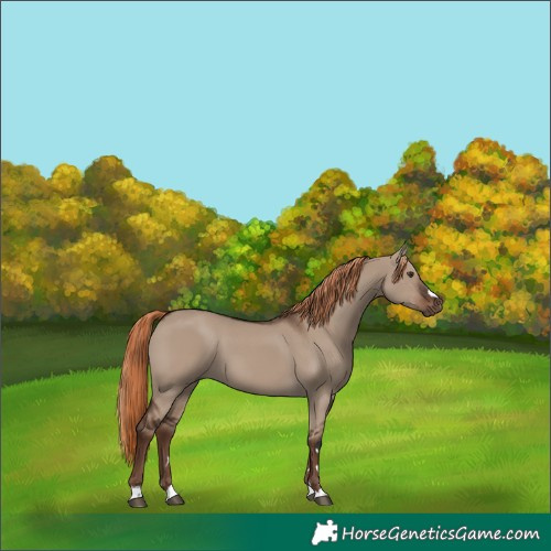 Horse Color:Liver Red Dun