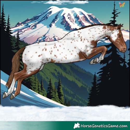 Horse Color:Chestnut Tobiano Near Leopard 