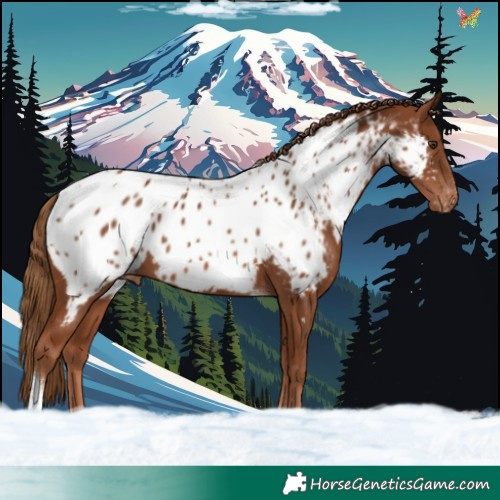 Horse Color:Chestnut Tobiano Appaloosa 