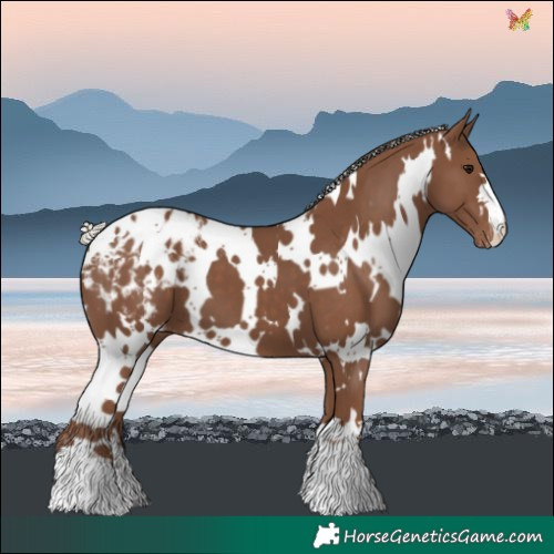 Horse Color:White Spotted Silver Black Blanket