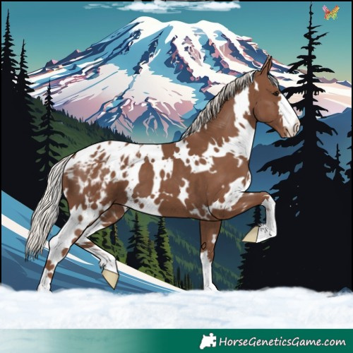 Horse Color:White Spotted Silver Black Appaloosa