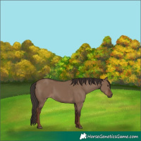 Horse Color:Liver Red Dun