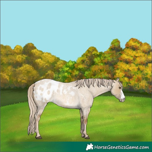Horse Color:Chocolate Palomino Roan Dun Sabino Appaloosa 