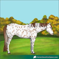 Horse Color:Red Dun Tobiano Near Leopard