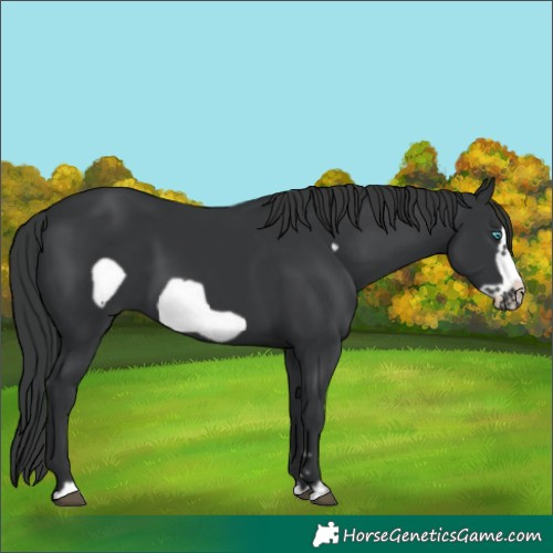 Horse Color:Black Frame
