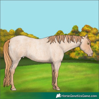 Horse Color:Gold Champagne Roan 