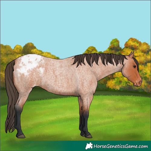 Horse Color:Bay Roan Appaloosa