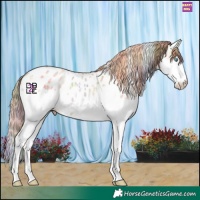 Horse Color:Nacre Red Dun Sabino Splash Appaloosa 
