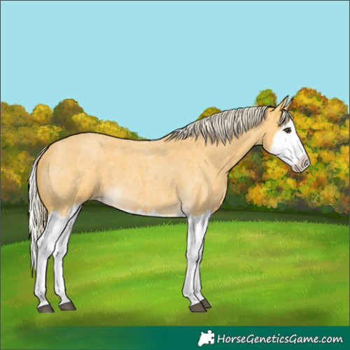 Horse Color:Palomino Roan Splash 