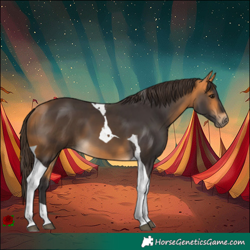 Horse Color:Buckskin Tobiano 