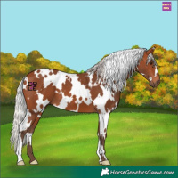 Horse Color:White Spotted Silver Brown