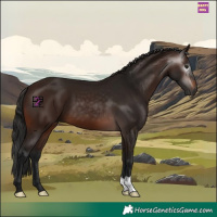 Horse Color:Gray Bay 