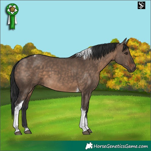 Horse Color:Brown Dun Tobiano 