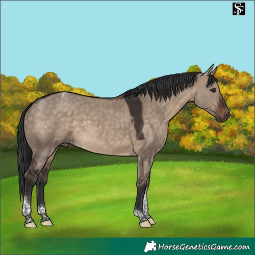 Horse Color:Brown Dun Tobiano