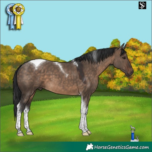 Horse Color:Brown Dun Tobiano