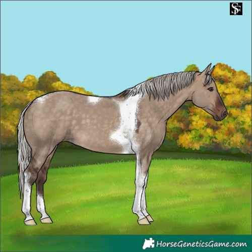Horse Color:Silver Brown Dun Tobiano