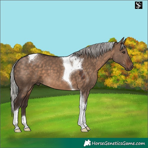 Horse Color:Silver Brown Dun Tobiano