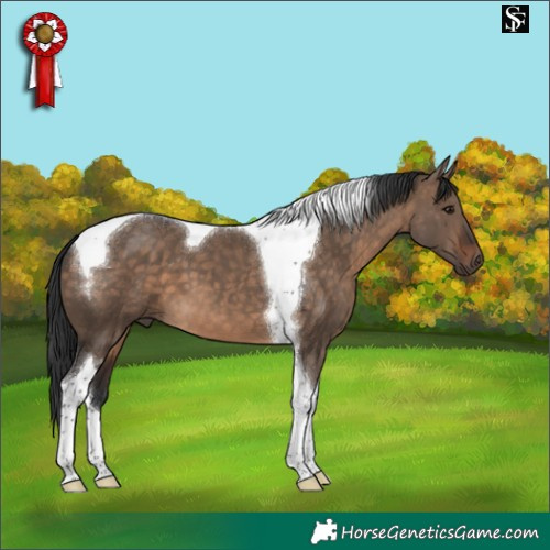 Horse Color:Brown Dun Tobiano 