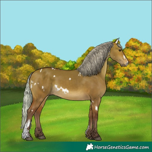 Horse Color:White Spotted Silver Bay Dun Sabino Rabicano
