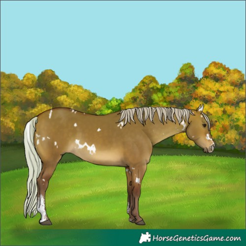 Horse Color:White Spotted Silver Bay Dun Sabino Rabicano 