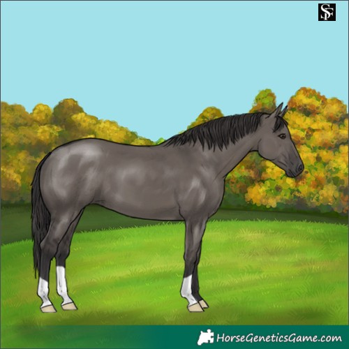 Horse Color:Smoky Grullo 