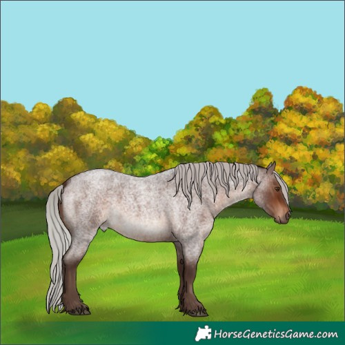 Horse Color:Silver Brown Roan Rabicano 