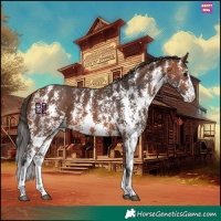 Horse Color:Bay Sabino 