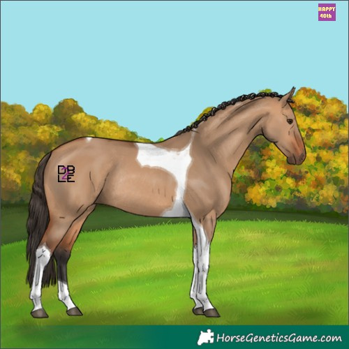 Horse Color:Bay Dun Tobiano Rabicano 