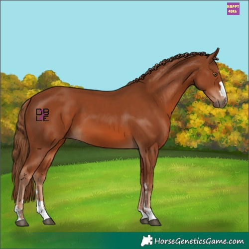 Horse Color:Chestnut 
