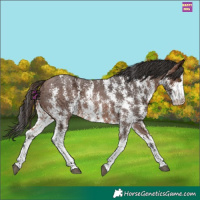 Horse Color:Brown Ice Sabino